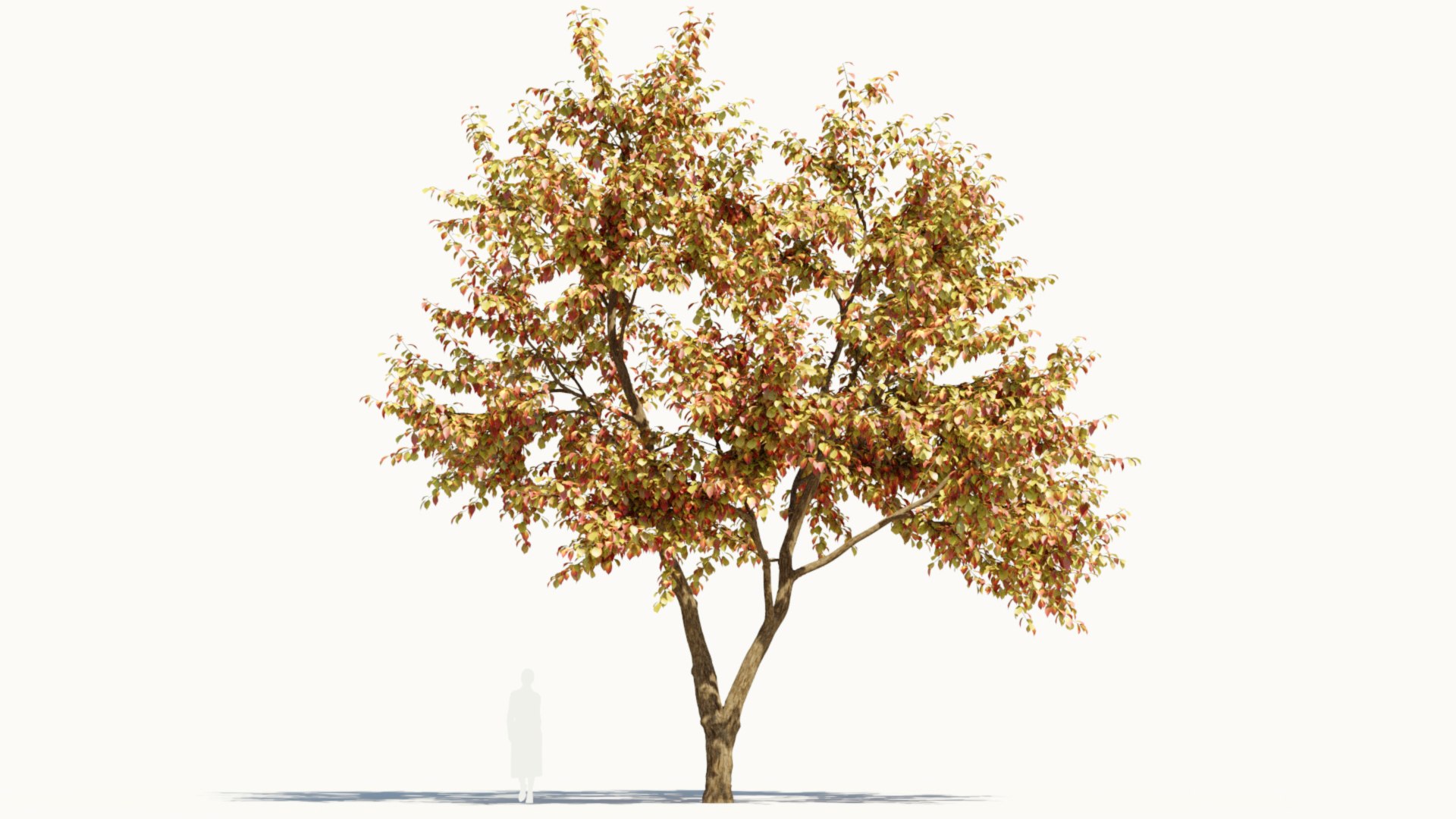 3D Ulmus changii c https://p.turbosquid.com/ts-thumb/Oa/W3IvJz/fN/ulmuschangiic_9/jpg/1732446712/1920x1080/fit_q87/192accfd9c26879cee6d22f334814bd433e3cba8/ulmuschangiic_9.jpg