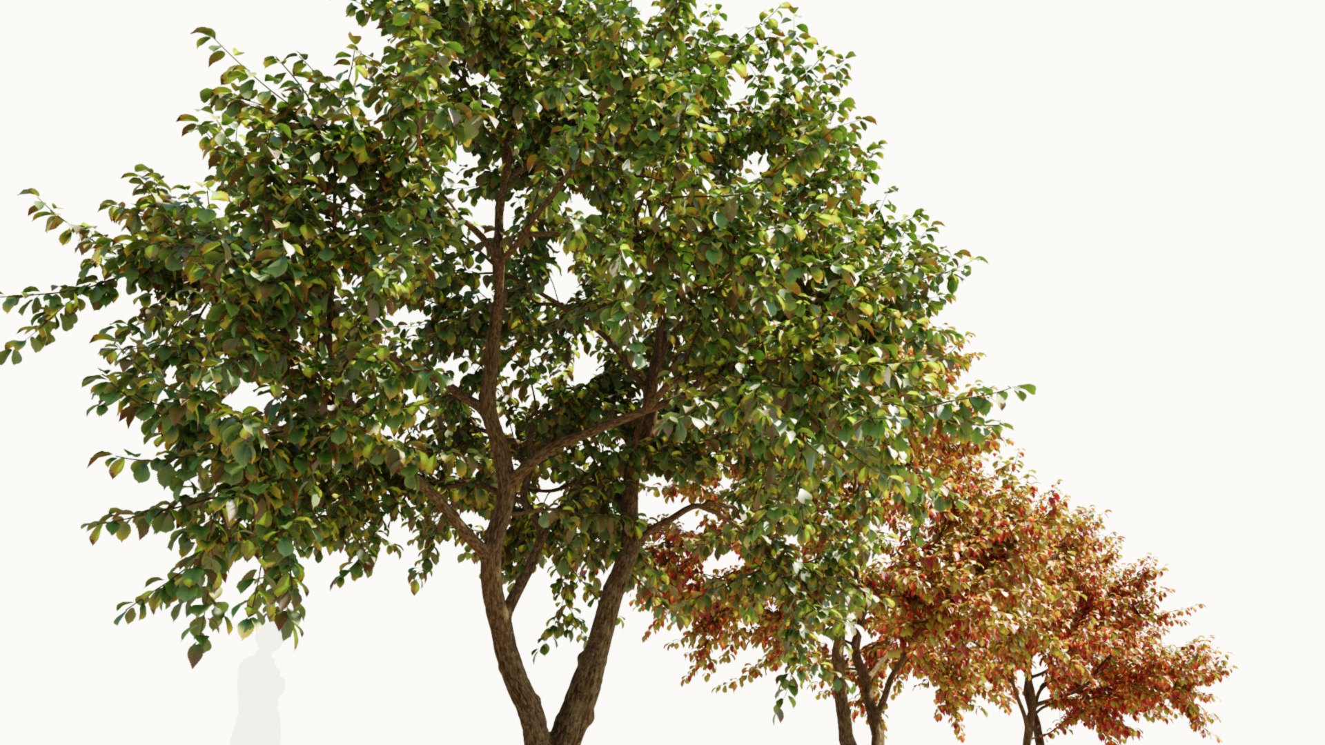 3D Ulmus changii c https://p.turbosquid.com/ts-thumb/Oa/W3IvJz/fu/ulmuschangiic_7/jpg/1732446711/1920x1080/fit_q87/074620f8ab37f33d88791494086d71a90d437ebf/ulmuschangiic_7.jpg