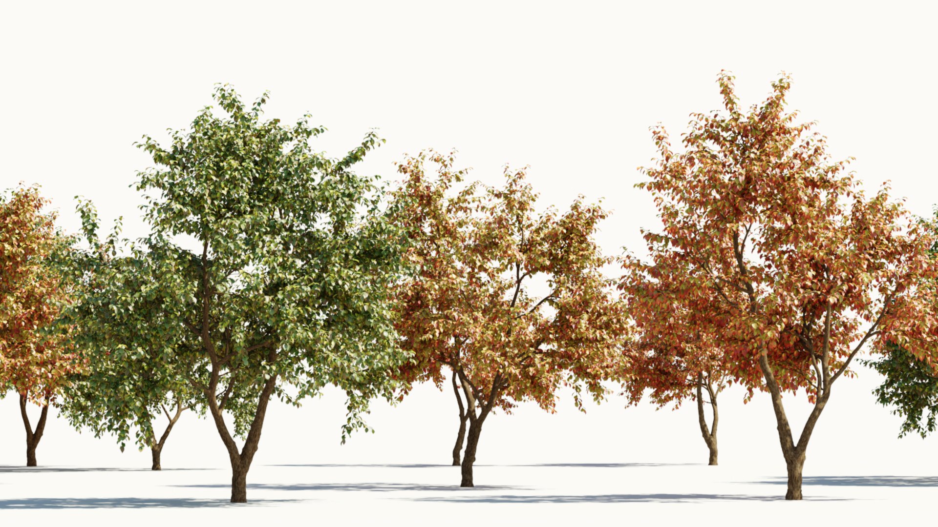 3D Ulmus changii c https://p.turbosquid.com/ts-thumb/Oa/W3IvJz/j5/ulmuschangiic_11/jpg/1732446715/1920x1080/fit_q87/d5c7bf1cdeba0133aae39ab3fd17cf1eca74abeb/ulmuschangiic_11.jpg