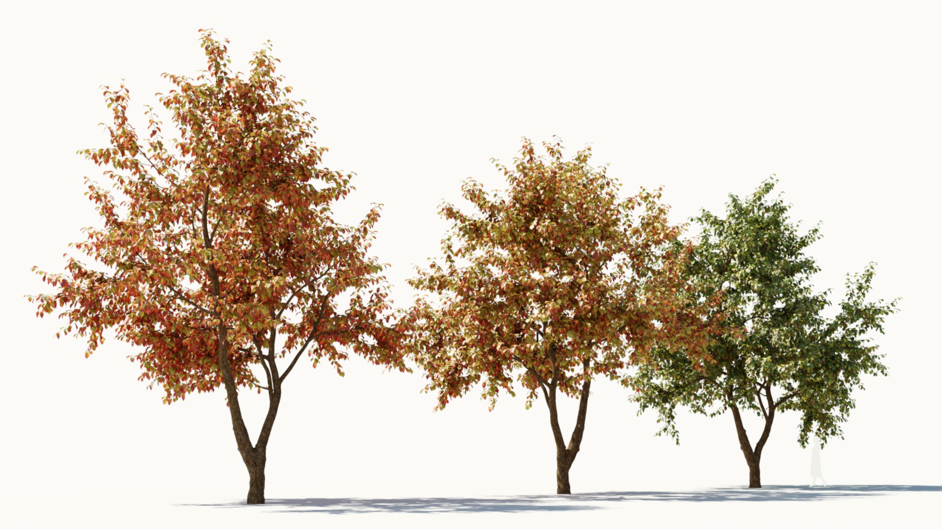 3D Ulmus changii c https://p.turbosquid.com/ts-thumb/Oa/W3IvJz/o5/ulmuschangiic_6/jpg/1732446710/1920x1080/fit_q87/f6b7c09cb4acdd396a958e232f171749b3e3b69b/ulmuschangiic_6.jpg
