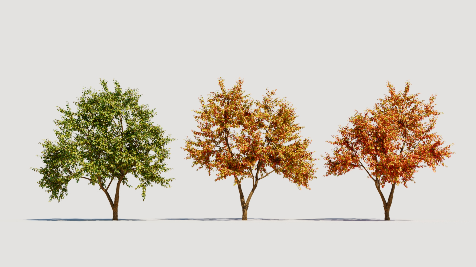3D Ulmus changii c https://p.turbosquid.com/ts-thumb/Oa/W3IvJz/r3/imagename/jpg/1732446715/1920x1080/turn_fit_q99/8b847268f1c52e7fef4e7d6af9289a99a80f9eeb/imagename-1.jpg