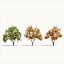 Ulmus changii c
