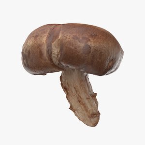 3D Shitake Mushroom model