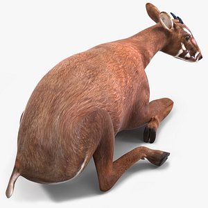 3D Saola Reclining
