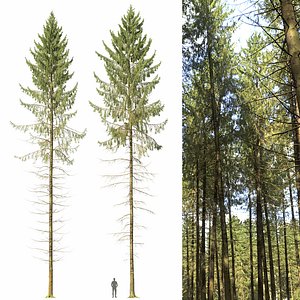 Spruce 06 3D model