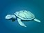 海の生き物 - ウミガメ