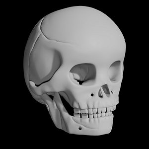 Child skull model