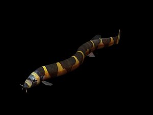 3D rigged kuhli fish