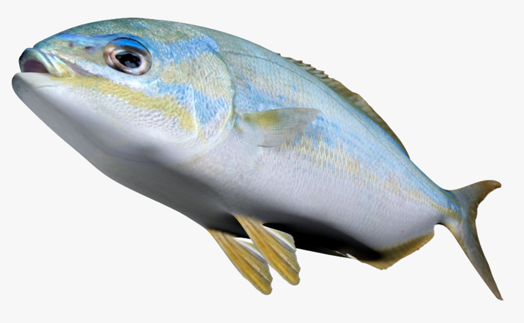 fbx bluestripped chub