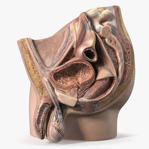 Male Reproductive System Cross Section 3D model