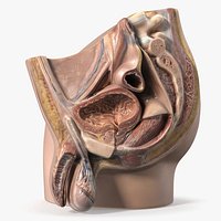 Male Reproductive System Cross Section