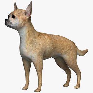 Chihuahua