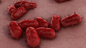 bacterial meningitis 3d model