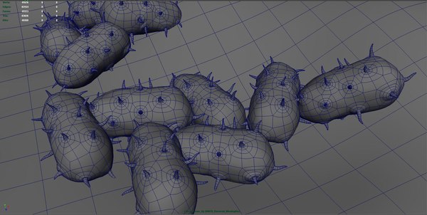 bacterial meningitis 3d model