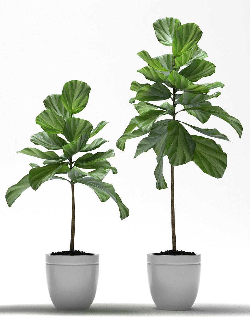 3d Fig Plant