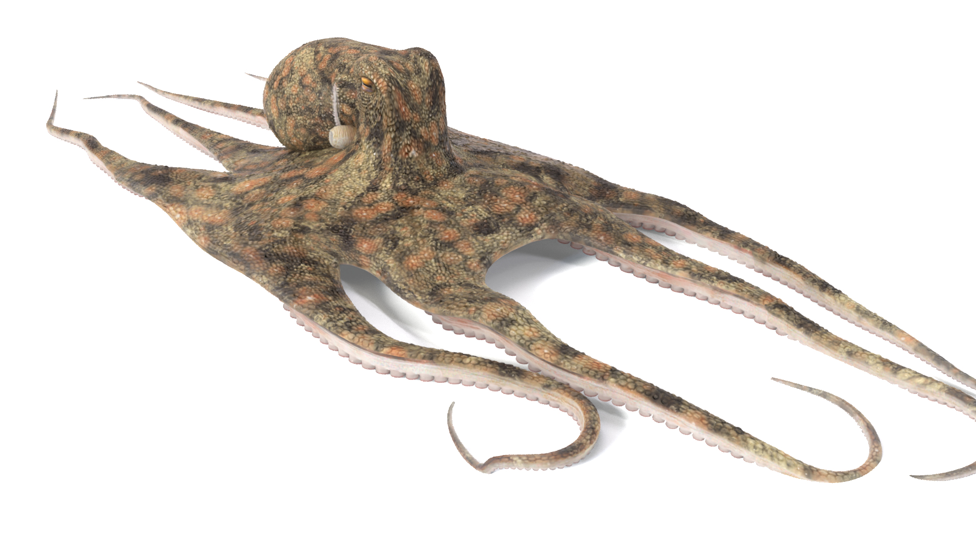 3D Octopus Animated Multicolor - TurboSquid 2308227
