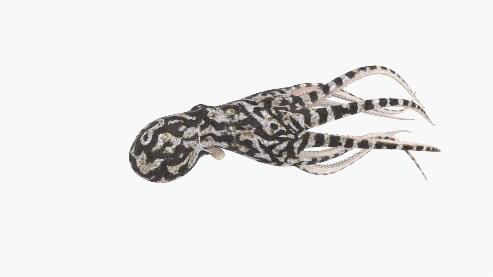 3D Octopus Animated Multicolor - TurboSquid 2308227