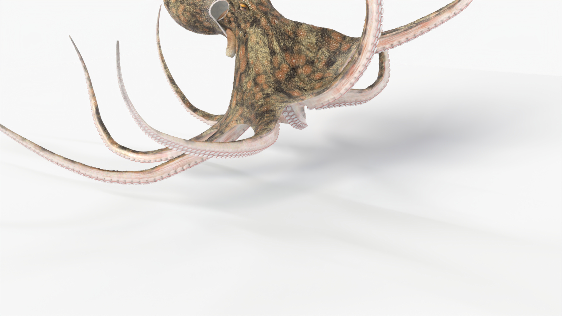3D Octopus Animated Multicolor - TurboSquid 2308227