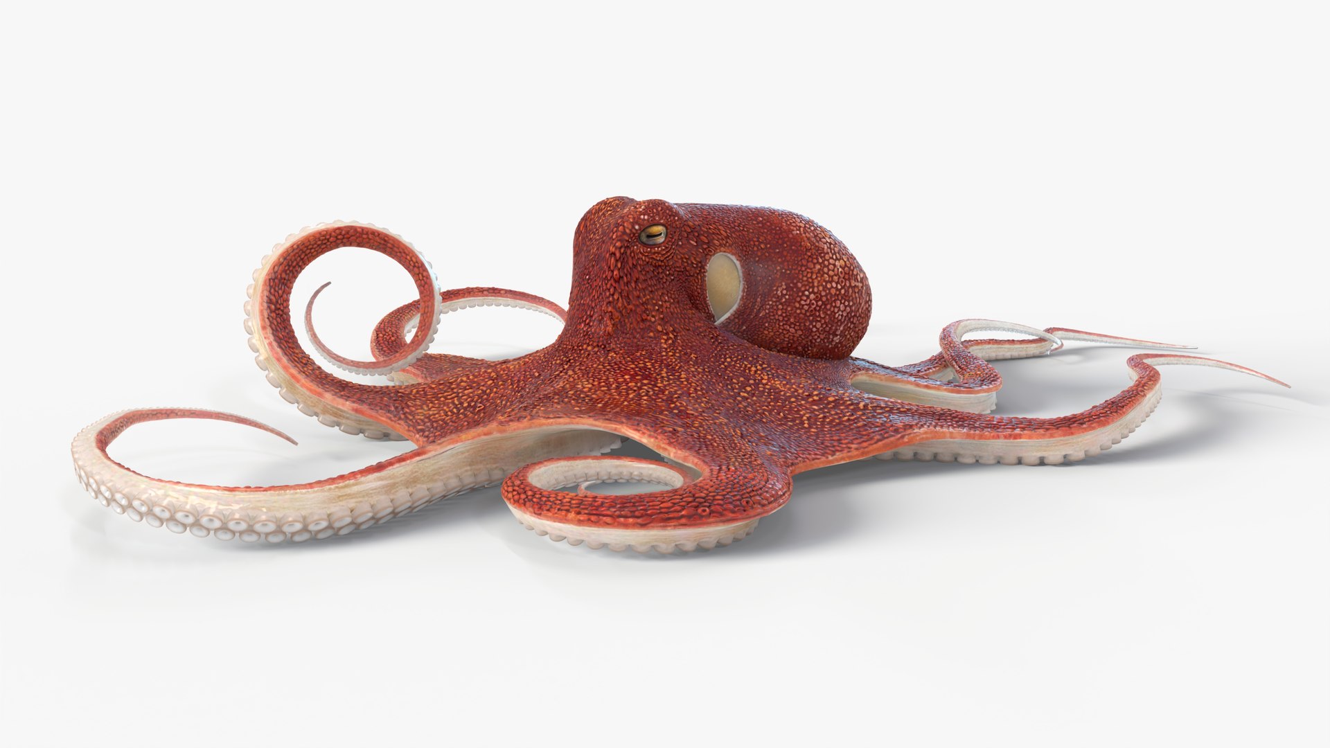 3D Octopus Animated Multicolor - TurboSquid 2308227