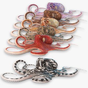 Octopus Animated Multicolor1