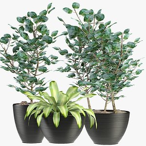 3D exotic plants palm collections