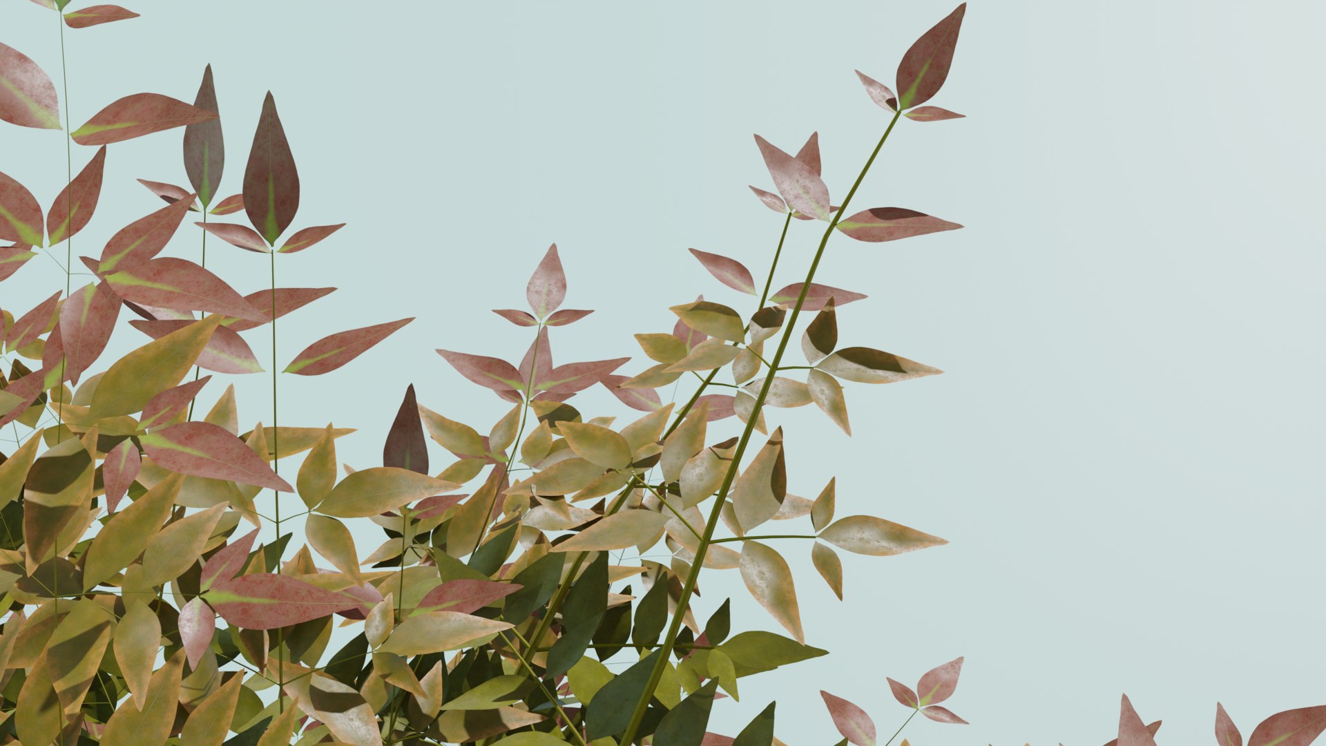 Heavenly Bamboo Nandina domestica 3D model https://p.turbosquid.com/ts-thumb/Ob/fFTDUj/IX/nandinacloseblue/png/1709289811/1920x1080/fit_q87/a2dfd5cce3d7697e46586866fb3d620e5fe7ba55/nandinacloseblue.jpg