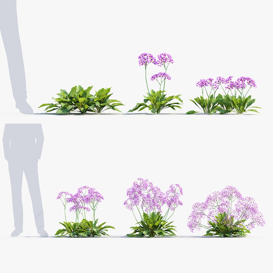 3D Sea lavender Marsh rosemary 3D Model https://p.turbosquid.com/ts-thumb/Ob/hAqTYj/U9/bc_pm_p05_sea_lavender_preview/jpg/1680096582/1920x1080/fit_q87/810aa21649d7cb4972f201e0c3f7346e47dbf353/bc_pm_p05_sea_lavender_preview.jpg