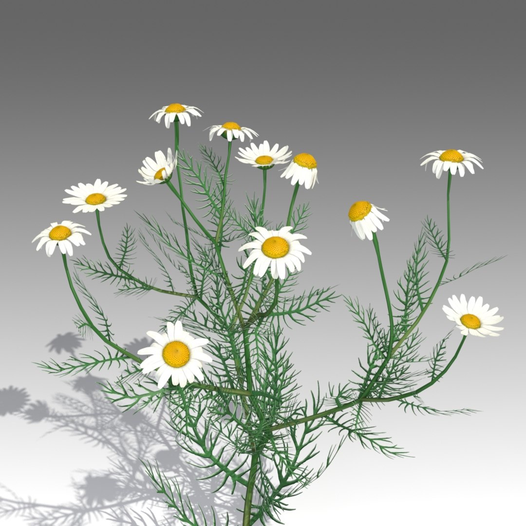 3d Model Matricaria Flower