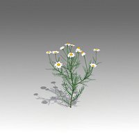 Matricaria Set_1406