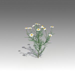 Matricaria Set_1406