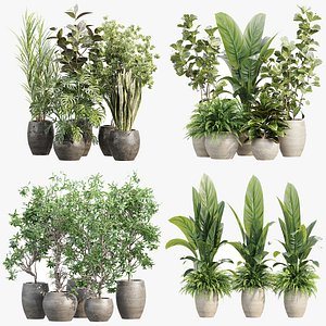 Interior Potted Plants Collection