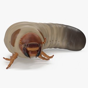 Maggot May Bug Rigged