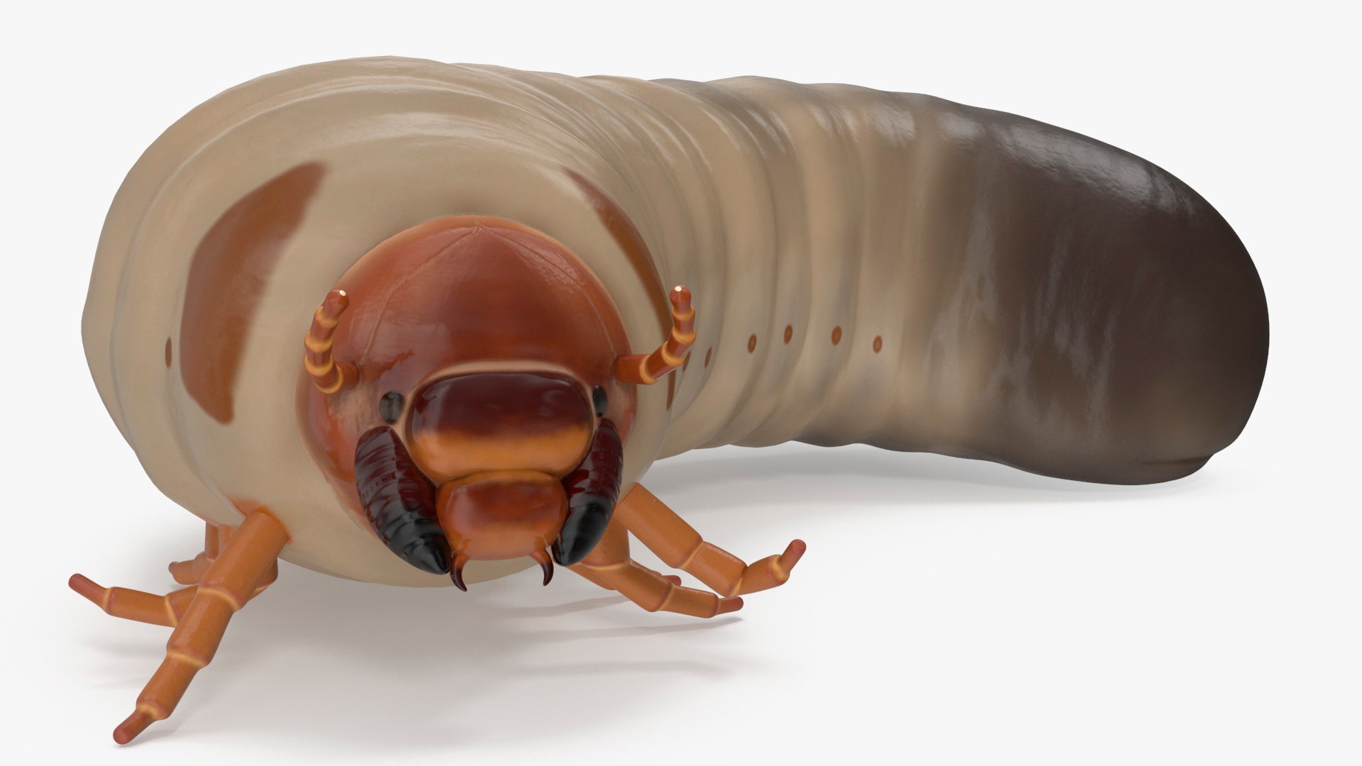 Maggot May Bug Rigged 3D model preview