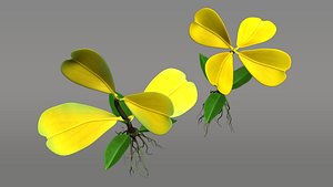 3d jussiaea primroses model