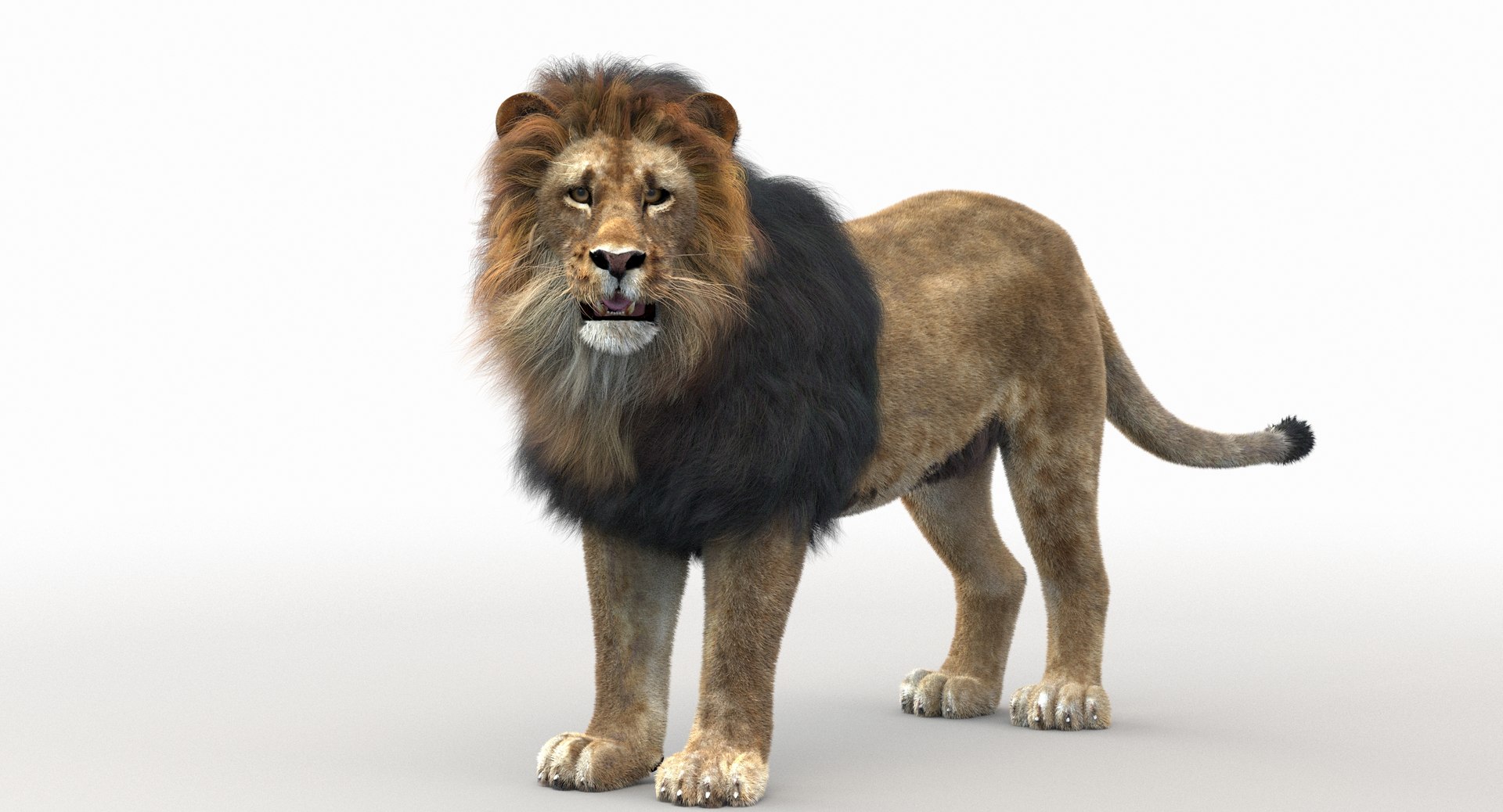 3d Lion Rigged Fur Cat Model