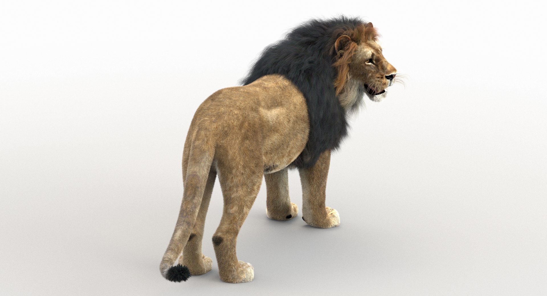 3d Lion Rigged Fur Cat Model