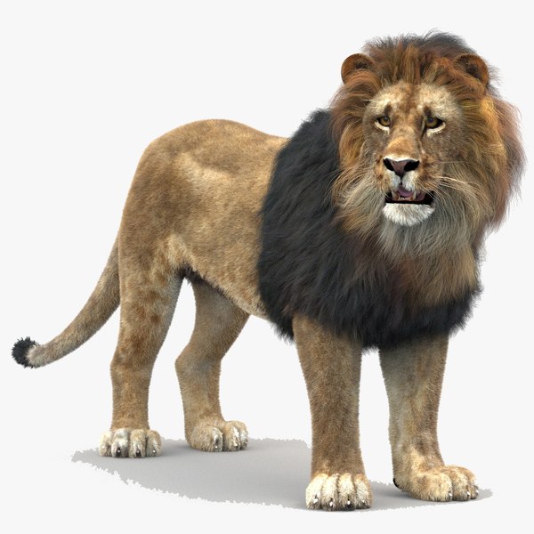 lion white fur mane 3d model