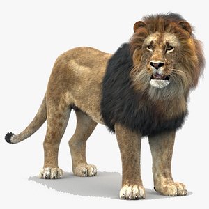 Lion 1 Rigged Fur