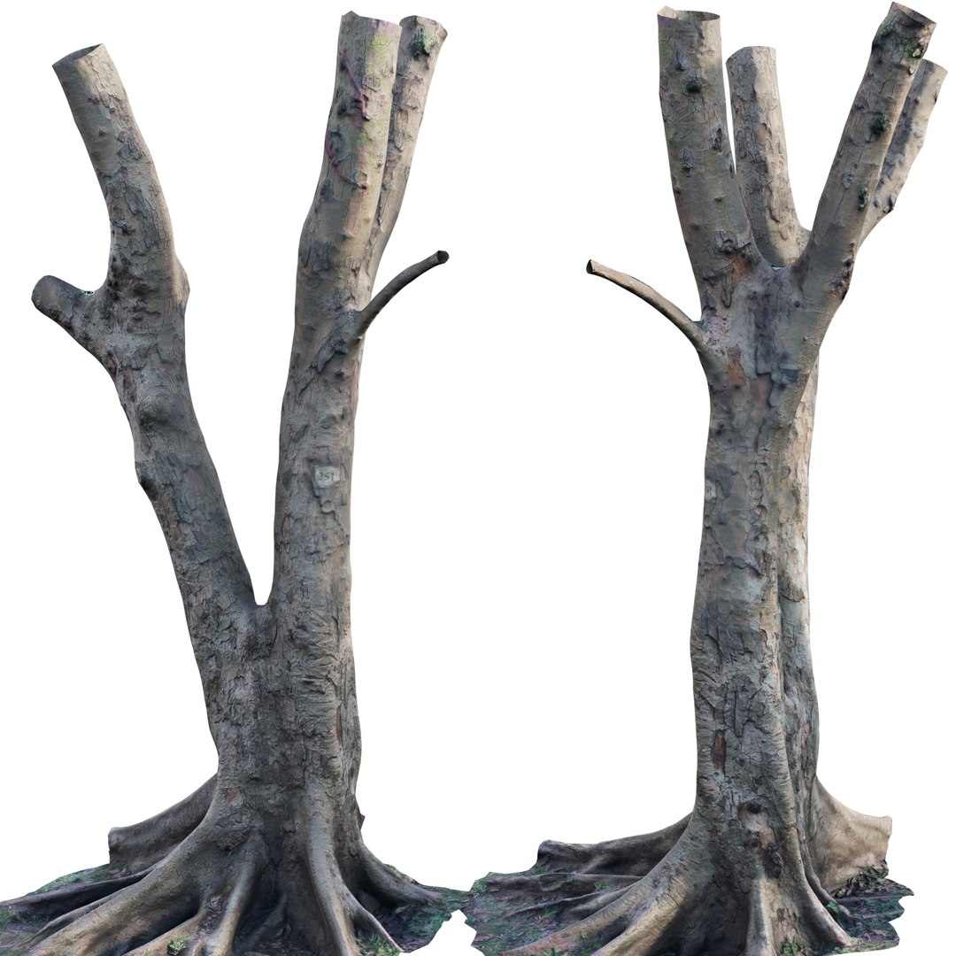 Ficus Tree Trunk 13 3D - TurboSquid 2117304