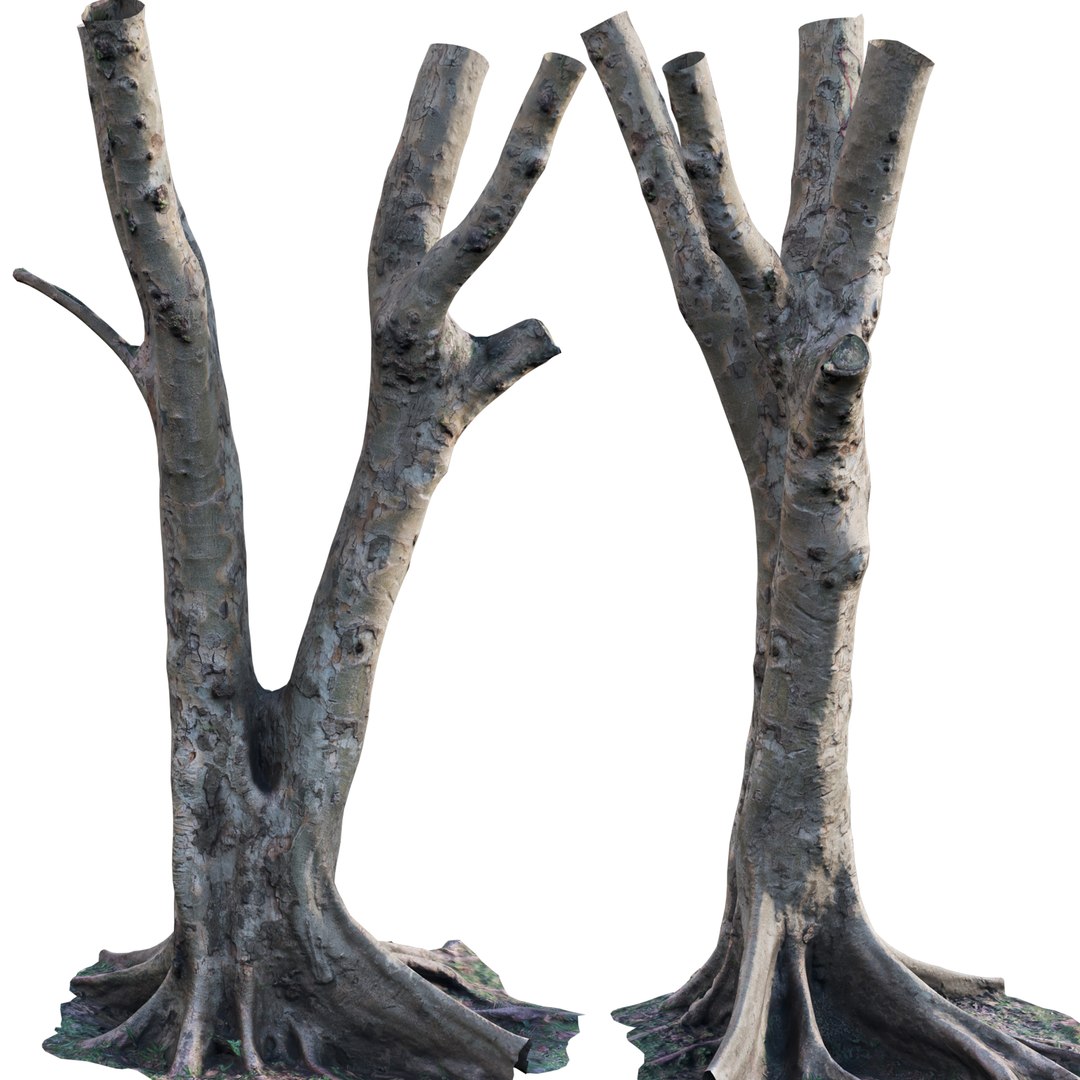 Ficus Tree Trunk 13 3D - TurboSquid 2117304