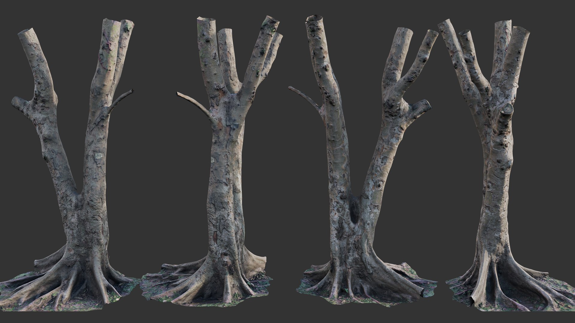 Ficus Tree Trunk 13 3D - TurboSquid 2117304