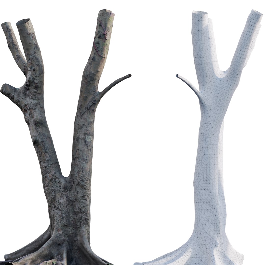 Ficus Tree Trunk 13 3D - TurboSquid 2117304