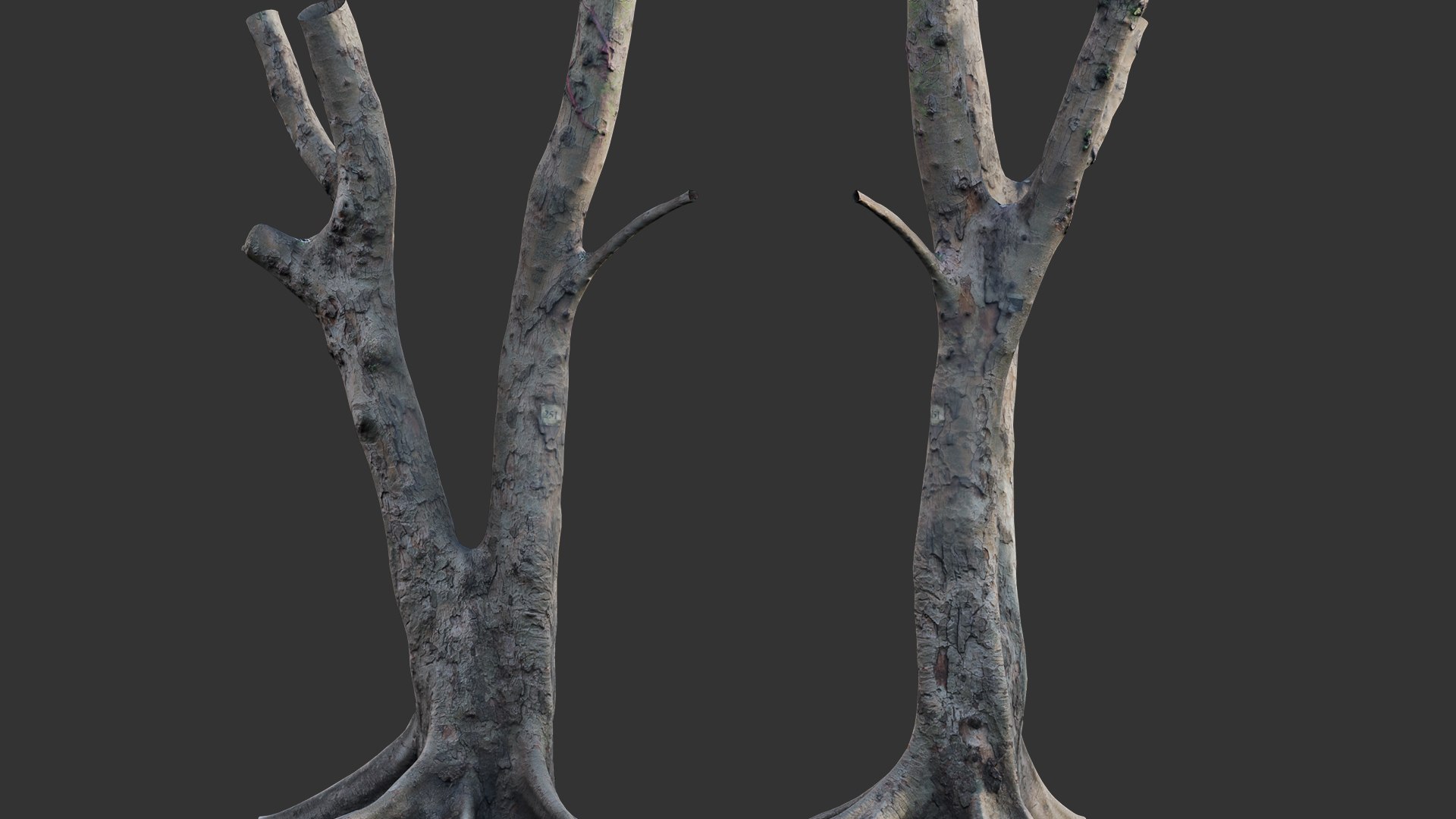 Ficus Tree Trunk 13 3D - TurboSquid 2117304