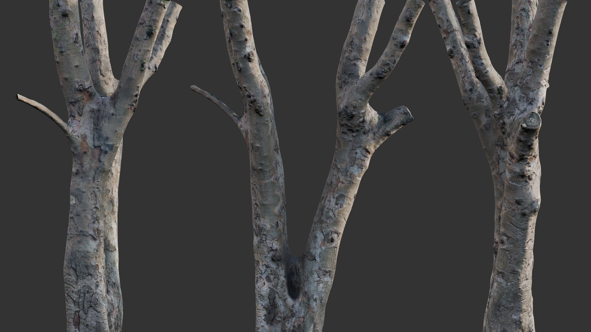 Ficus Tree Trunk 13 3D - TurboSquid 2117304