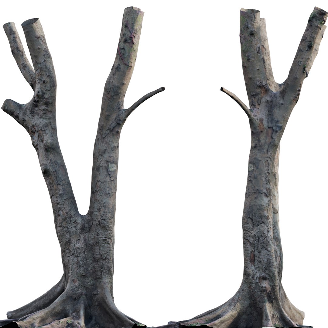 Ficus Tree Trunk 13 3D - TurboSquid 2117304