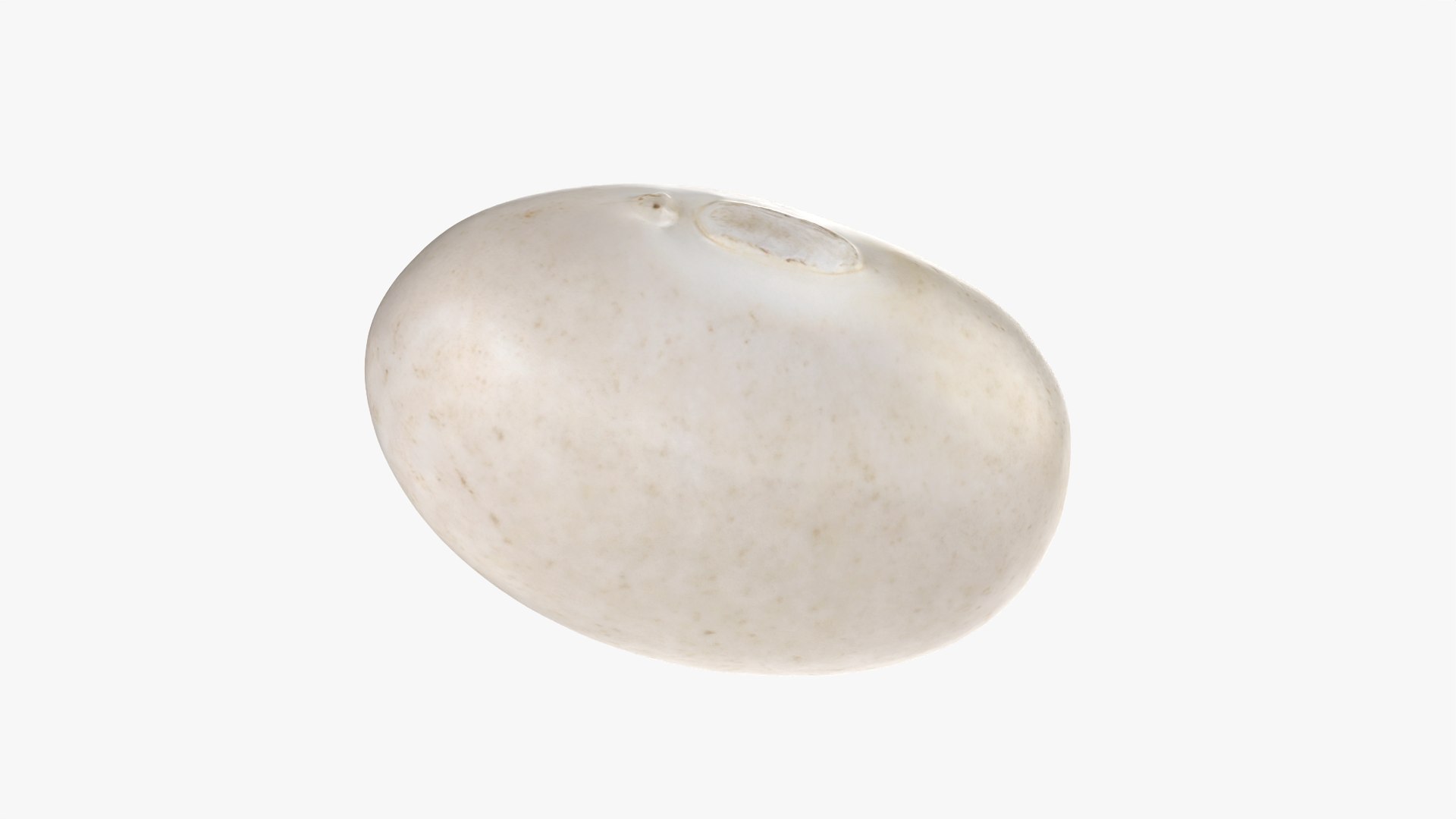 Navy Bean 01 - 3D Scanned 3D model https://p.turbosquid.com/ts-thumb/Oc/agUXev/2g/navybean01_0002/png/1773816082/1920x1080/fit_q87/30f92770ca6540a8cd5a445ac0aff4ddc194629b/navybean01_0002.jpg