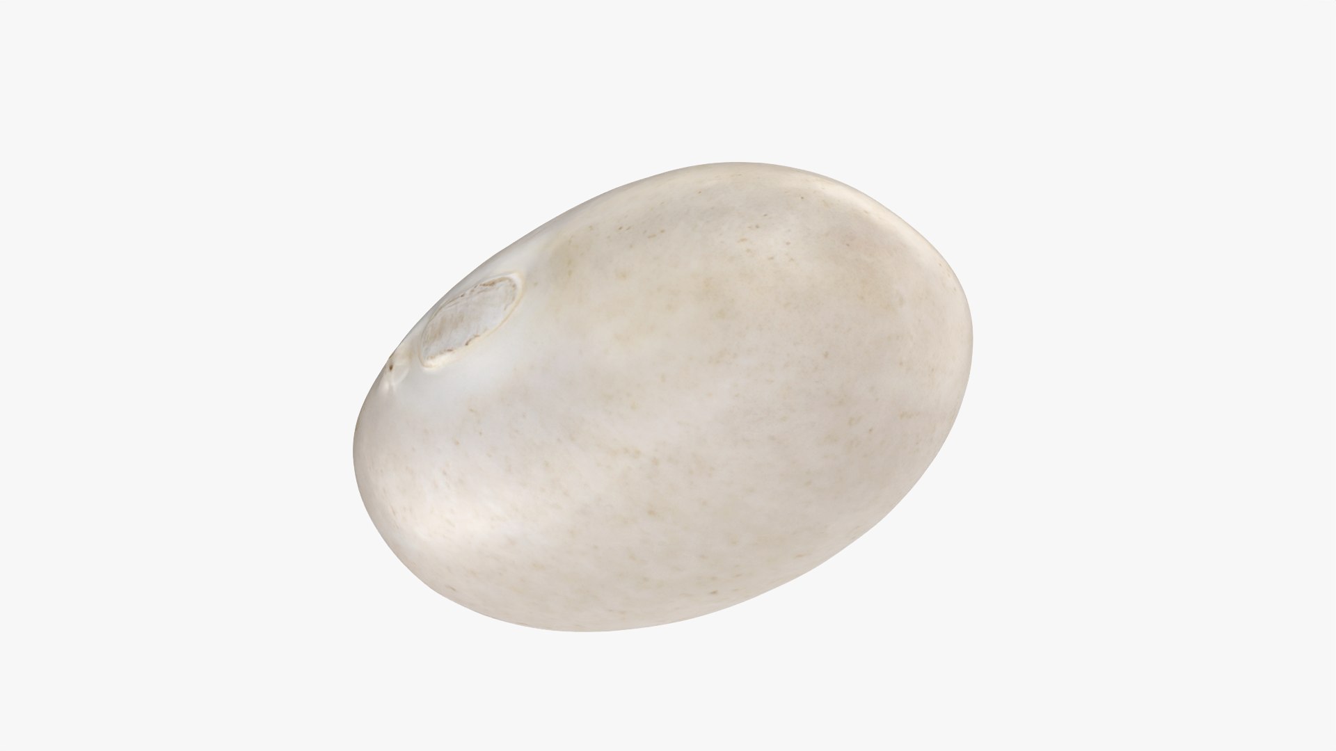 Navy Bean 01 - 3D Scanned 3D model https://p.turbosquid.com/ts-thumb/Oc/agUXev/CZ/navybean01_0004/png/1773816084/1920x1080/fit_q87/26ae7fddb2625f25e15b992bbcbd5a0830dcd9bb/navybean01_0004.jpg