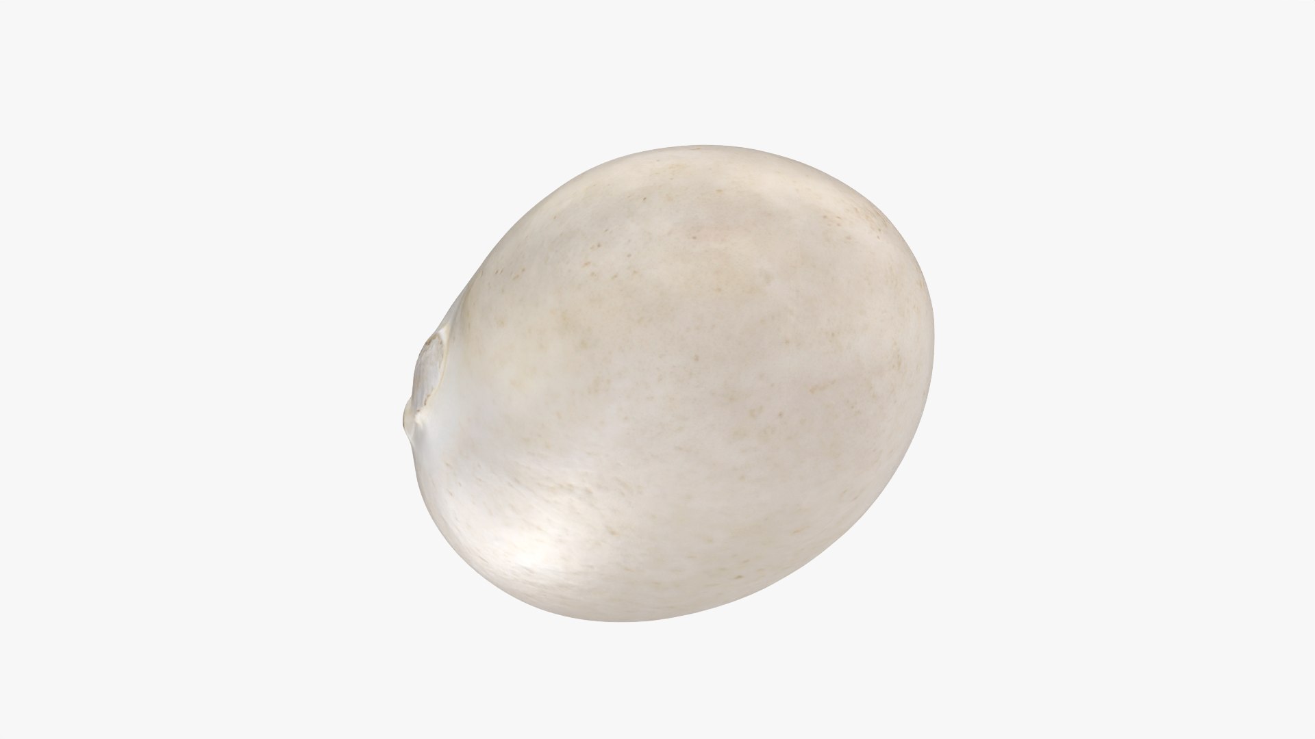 Navy Bean 01 - 3D Scanned 3D model https://p.turbosquid.com/ts-thumb/Oc/agUXev/HN/navybean01_0006/png/1773816087/1920x1080/fit_q87/fc605b17abbf918ff252596d6641bd0caf30009d/navybean01_0006.jpg