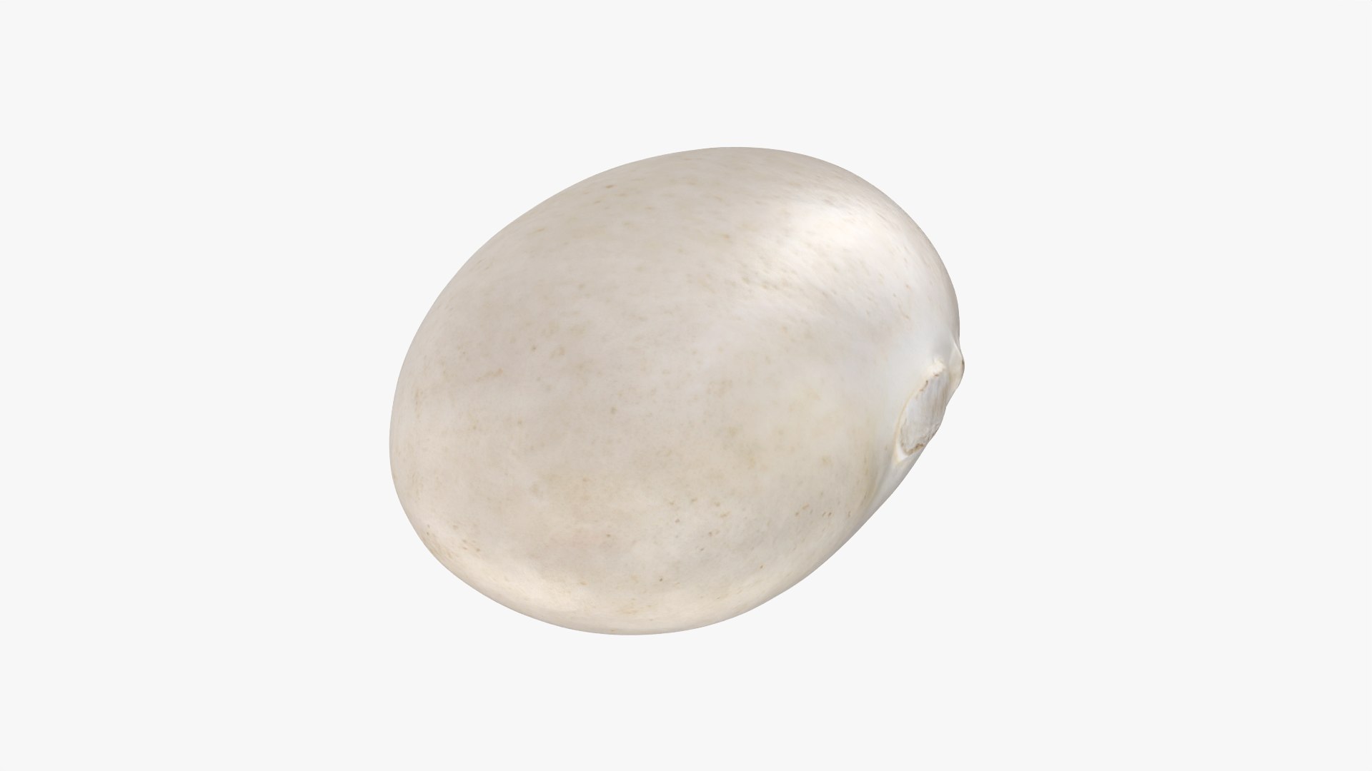 Navy Bean 01 - 3D Scanned 3D model https://p.turbosquid.com/ts-thumb/Oc/agUXev/OA/navybean01_0007/png/1773816089/1920x1080/fit_q87/aba9d746eca3a7d79e7a273084fce51628348b22/navybean01_0007.jpg