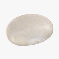 Navy Bean 01 - 3D Scanned